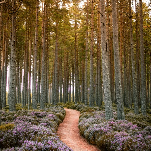 path through pines and purple flowers